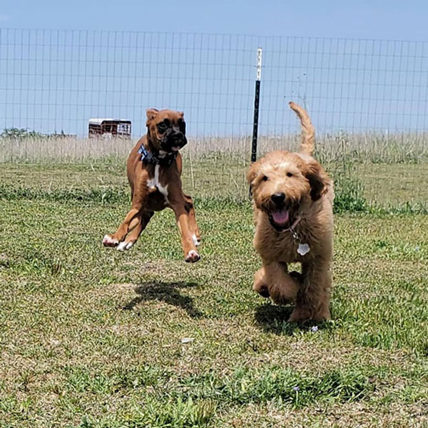 two dogs playing