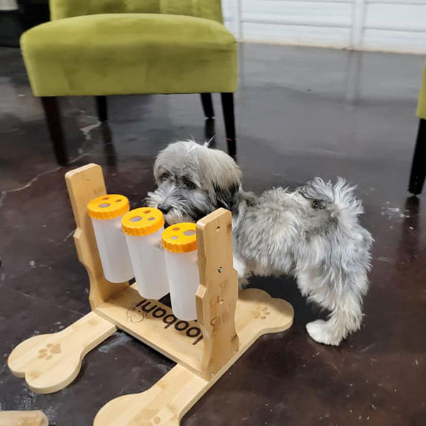 dog learning puzzle