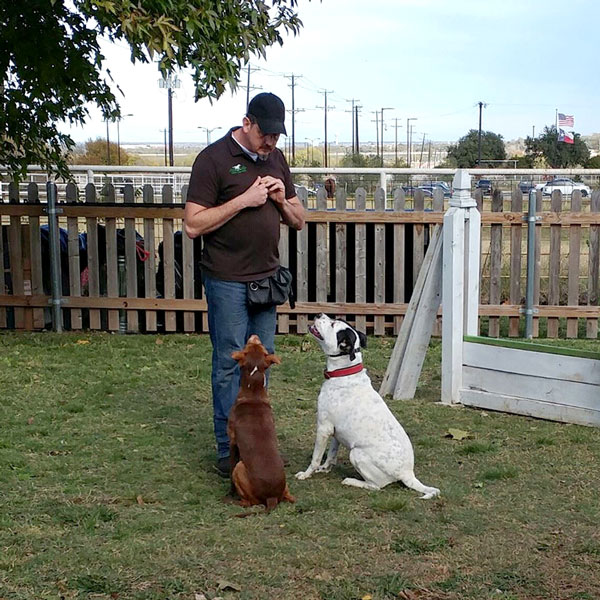 guy training two dogs sitting