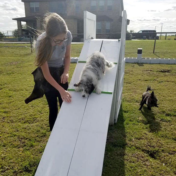 Dogs learning to use the ramp at Hilton Butler in DFW