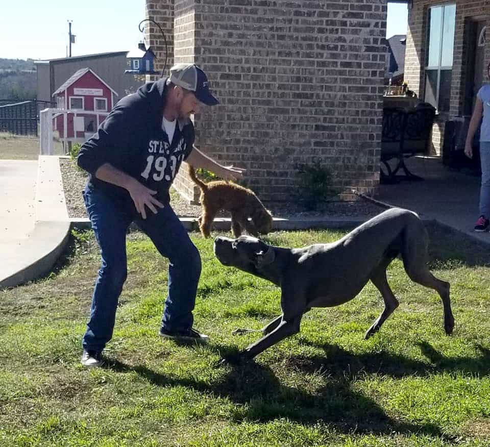 Our trainer playing with a great dane dog in DFW