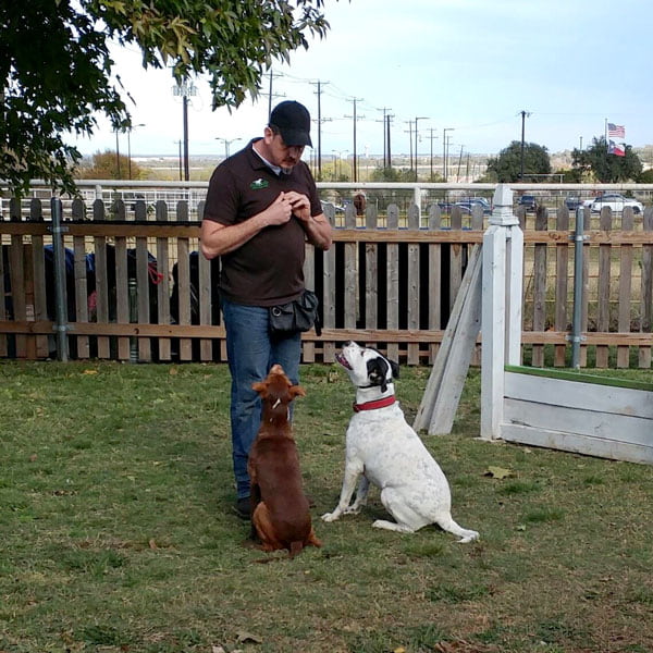 Dog Obedience Training