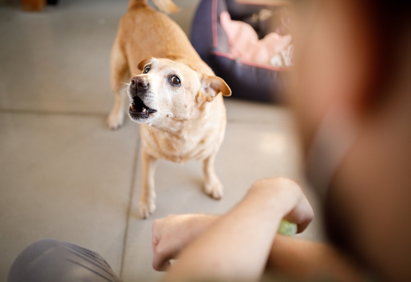 Dog Behaviour Problems and solutions at Hilton Butler in Friscoand Allen, TX