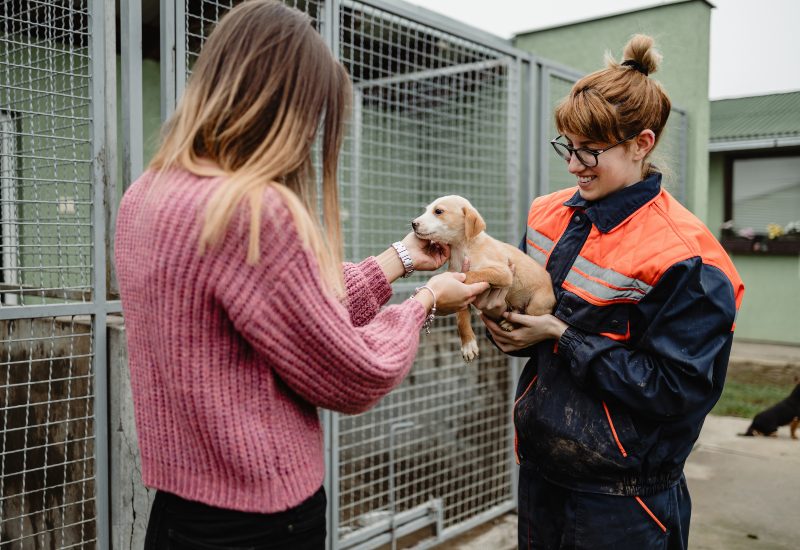 A puppy getting adopted by a woman in Frisco and Allen, TX