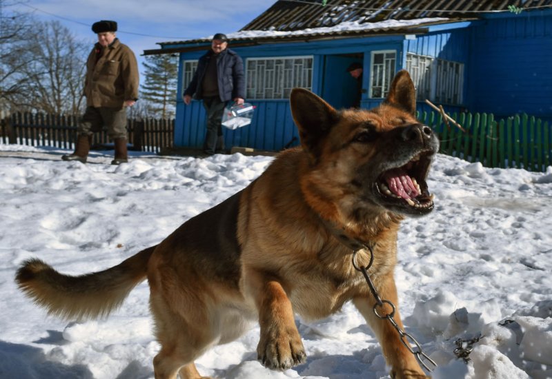 A German Shepherd barking in the snow outside a house in Frisco, TX