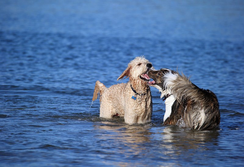 Two dogs joyfully splashing and playing in the water in Frisco, TX.