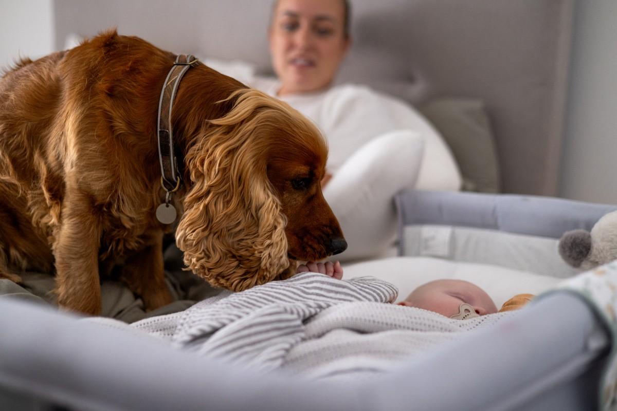 First Meeting Between Dog and Newborn Baby