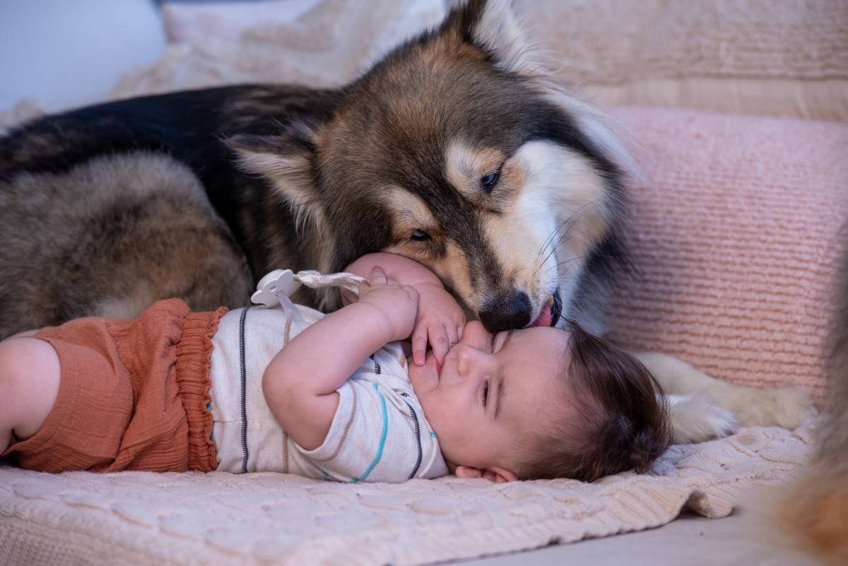 Understanding Dog Behavior Around a Newborn Baby by Hilton Butler
