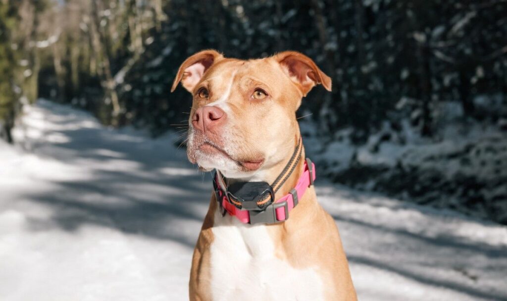 Modern Dog Training Combining E-Collar Communication with Reward-Based Training in Frisco, TX