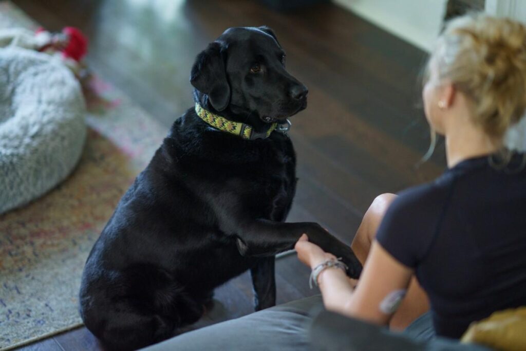 Dog Trainer Giving Proper E-Collar Training Techniques for Behavior Improvement in Frisco, TX