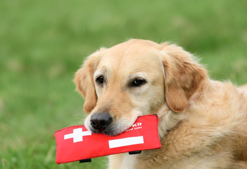 Golden retriever holds a red first aid kit outdoors for dog safety in Frisco and Allen, TX