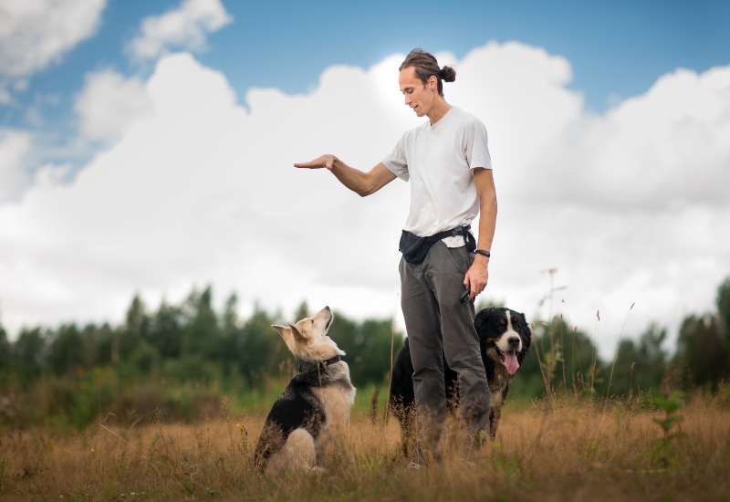 Dog trainer in the field shows calm command, reflecting expert training skills in Frisco and Allen, TX