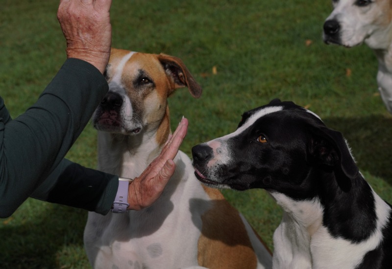 Owner gives training signals to three attentive dogs during outdoor obedience training