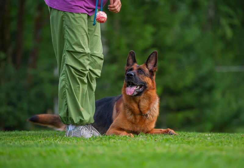 An owner holds a toy above a German Shepherd lying on the grass during an outdoor training session