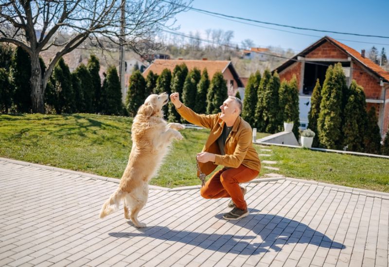 Man plays with golden retriever outdoors, building bond and focus in Frisco and Allen, TX