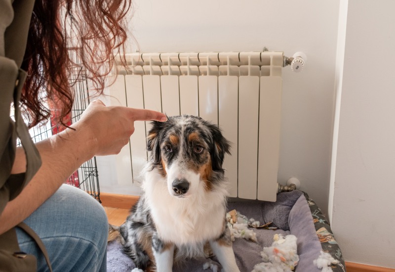 An owner reprimands a dog sitting on a torn bed indoors to encourage good behavior