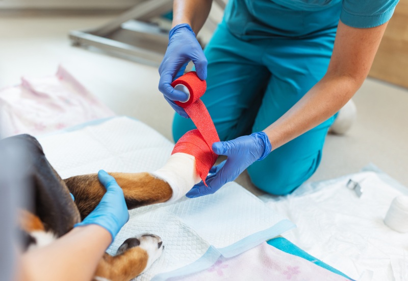 Vets bandage a dog’s leg, showing when to seek veterinary care in Frisco and Allen, TX