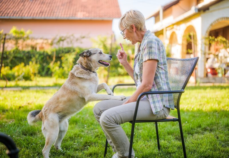 An older woman trains her dog in a sunny backyard while seated on a patio chair