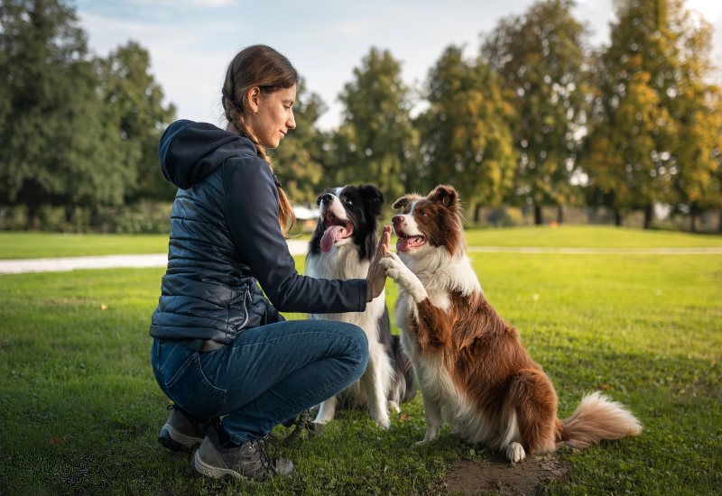 A woman training two Border Collies in a park, giving one dog a playful high-five