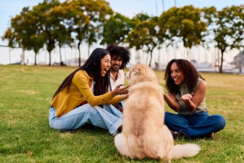 Friends bonding with a dog at an outdoor park, promoting dog socialization in Frisco & Allen, TX