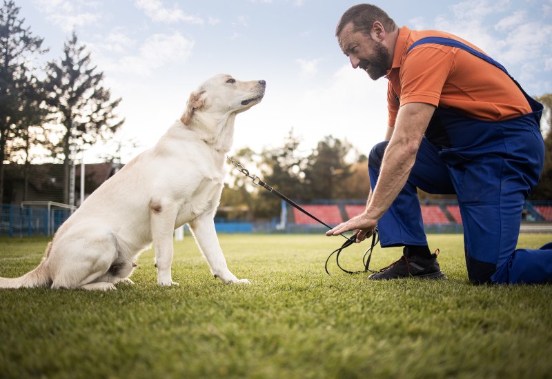 Labrador training on leash with a dog trainer using obedience tools in Frisco and Allen, TX