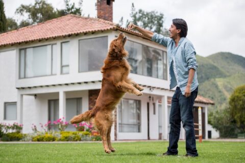 Dog trainer showing the importance of choosing the right training program in Frisco and Allen, TX