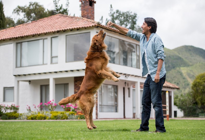 Dog trainer showing the importance of choosing the right training program in Frisco and Allen, TX
