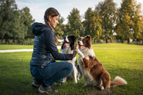 A Woman training two dogs during confidence-building exercises outdoors in Frisco and Allen, TX