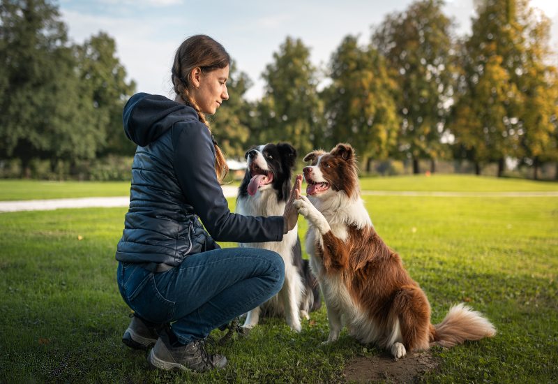 A Woman training two dogs during confidence-building exercises outdoors in Frisco and Allen, TX