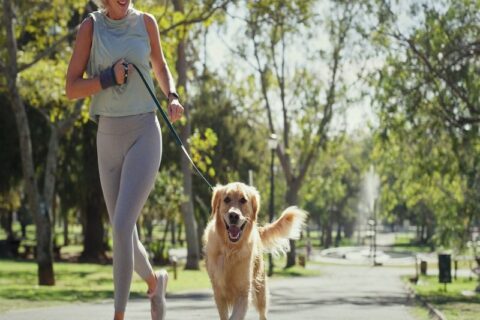 Golden retriever jogging beside its owner in a park promoting leash training in Frisco & Allen, TX