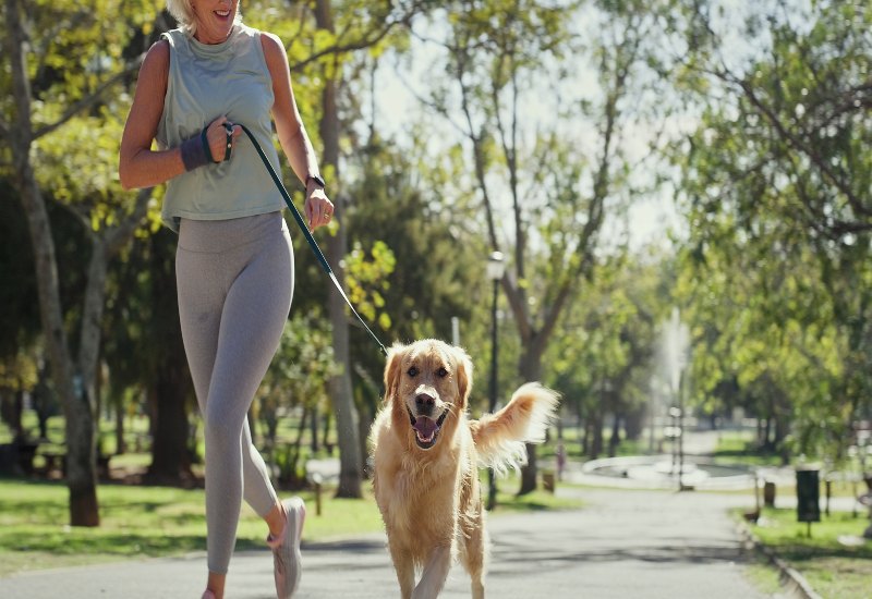 Golden retriever jogging beside its owner in a park promoting leash training in Frisco & Allen, TX