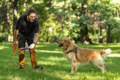 Man training a golden retriever, showing the benefits of regular dog training in Frisco & Allen, TX