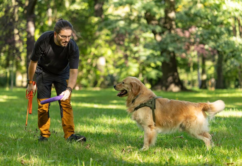 Man training a golden retriever, showing the benefits of regular dog training in Frisco & Allen, TX